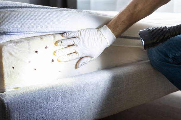 Reliable Rocky Point, WA Pest Control Solutions