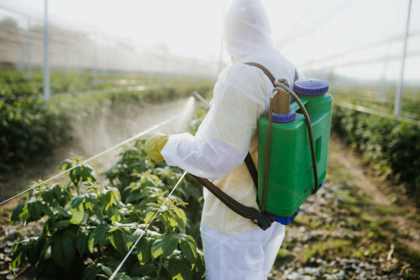 Best Affordable Pest Control Services  in Rocky Point, WA